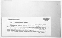Lophodermium pinastri image